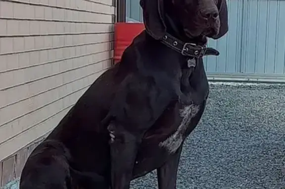 Пропала собака, Шаумяна 14А, Красный Крым