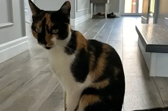 Кошки потеряшки, Ставрополь, фото: Потеряшка кошка, ул. Роз, 274, Ставрополь