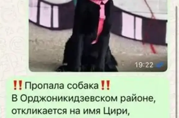 Пропала овчарка в Уфе, Башкортостан