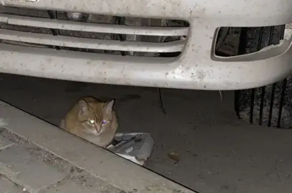 Котёнок найден: Пролетарская, 150, Барнаул