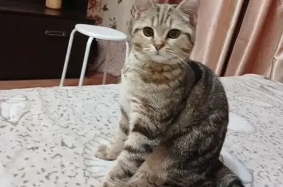 Пропала кошка, Виталия Жалнина, 12, Самара