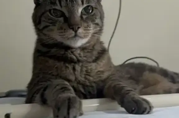 Кошки потеряшки, Москва, фото: Потеряшка кошка, ул. Красного Маяка, 19к1