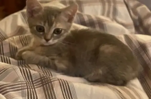 Пропала кошка, Орбита, Бузулук, ул. 30