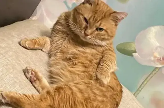 Кошки потеряшки, Коломна, фото: Потеряшка кошка, ул. Гагарина, 58, Коломна