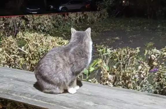 Найдена кошка, Омск, фото: Кошка найдена: 1-я Поселковая ул., 3, Омск