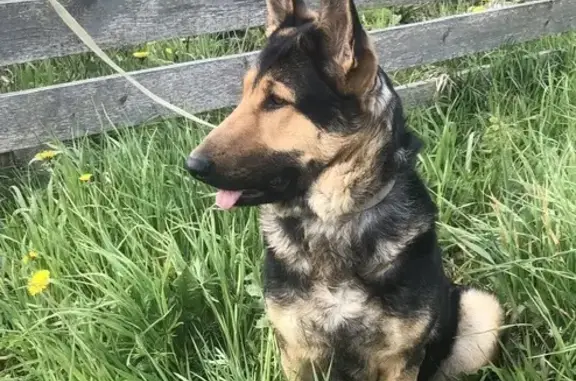 Пропала собака, Бургинское с/п, Новгородская обл.