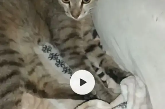 Пропала кошка, ул. Дьяконова, 14, Н. Новгород