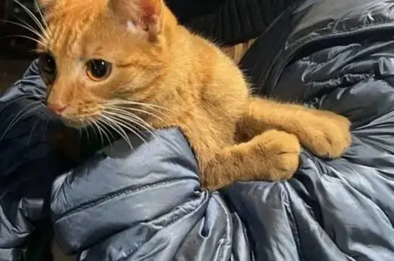 Найдена кошка, Новосибирск, фото: Кошка найдена: Калинина, Новосибирск