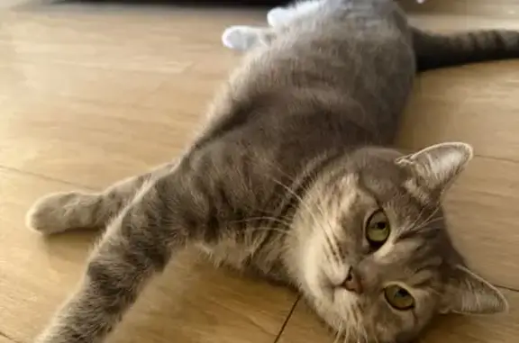 Найдена кошка, Тюмень, фото: Найдена кошка, Тюмень, Мебельщиков 6