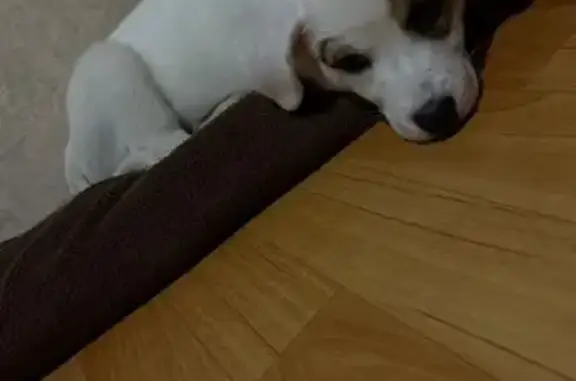 Собака найдена: ул. 78-й Добровольческой, 21