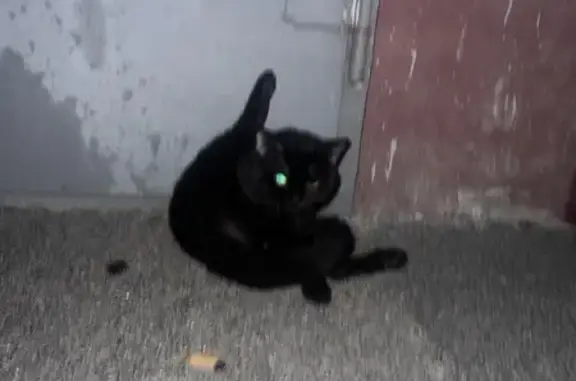 Кошка найдена на ул. Васнецова, 19, НН