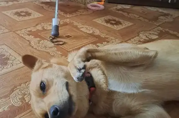 Пропала собака, пр. Тракторостроителей 17/25