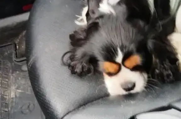 Найдена собака, , фото: Собака найдена: Столичная ул., 62, Зеленодольск