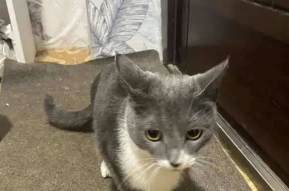 Кошка найдена: Аэродромная 57, Самара