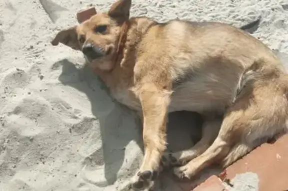 Пропала собака на Студенческой, Курск