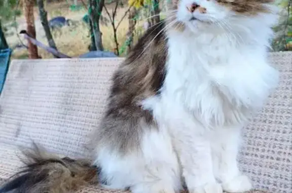 Пропал мейн-кун в Чертовицы CHT Стройдеталь