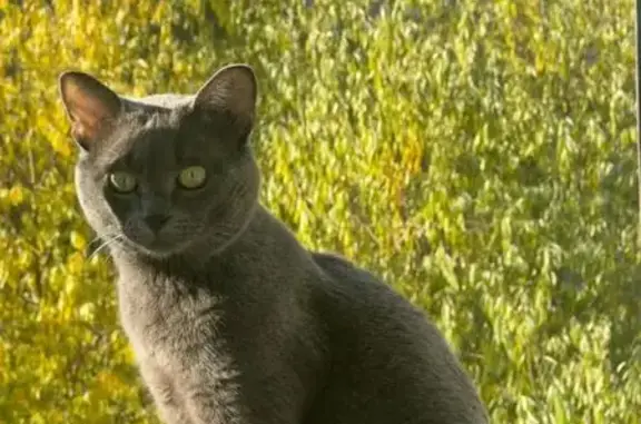 Кошки потеряшки, Челябинск, фото: Потеряшка кошка, ул. 40-летия Победы, 39