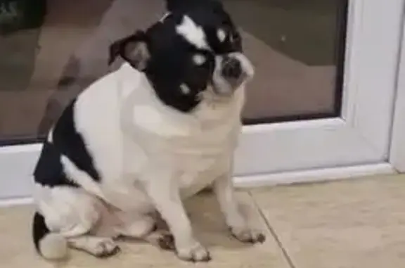 Чихуахуа найден на Андреевской, Ставрополь