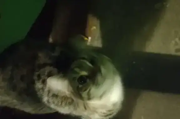 Найдена кошка, Архангельск, фото: Кошка найдена: пр. Ломоносова 285, Арх.