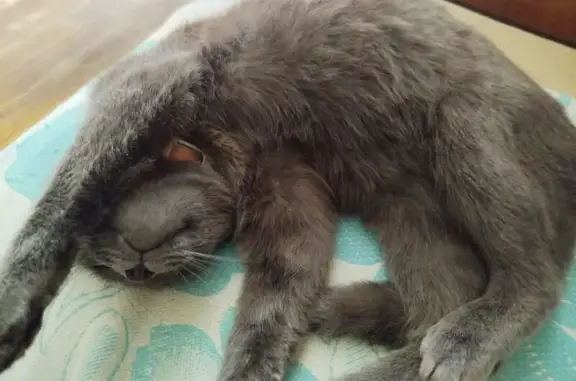 Найдена кошка, Паровозная ул., 60, Орёл