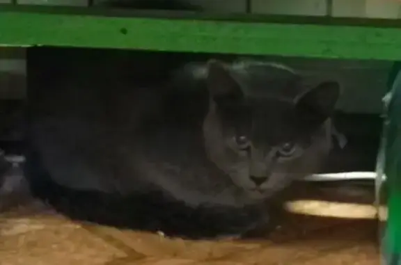 Кошка найдена: ул. Матросова, 6А, Воронеж