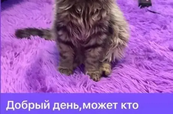 Пропал кот, ул. Шехурдина, Саратов