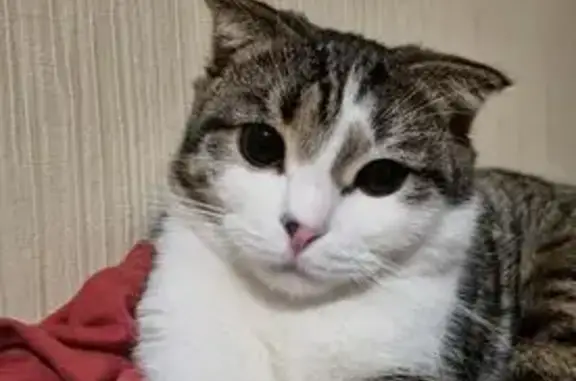 Пропала кошка, ул. Гугкаева 26/2, Влкз.