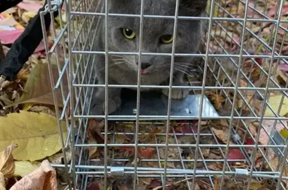 Кошка найдена, ул. Побежимова 39, Казань