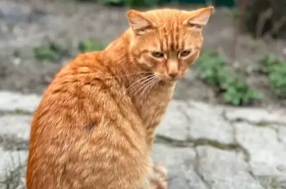 Кошки потеряшки, Владимир, фото: Потеряшка кошка, ул. МЮДа, 24, Владимир