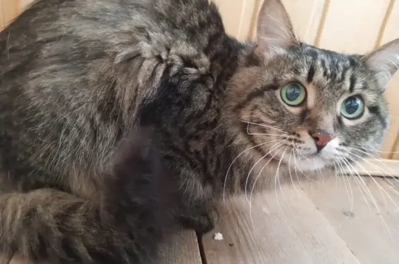 Кошка найдена, Краснофлотская 24, Йошкар-Ола