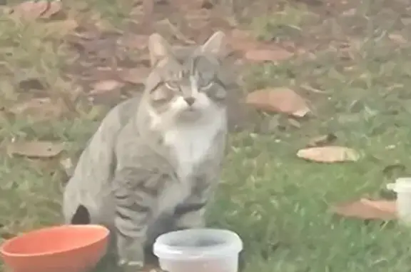 Кошка найдена в Кирпичном, Ленобласть