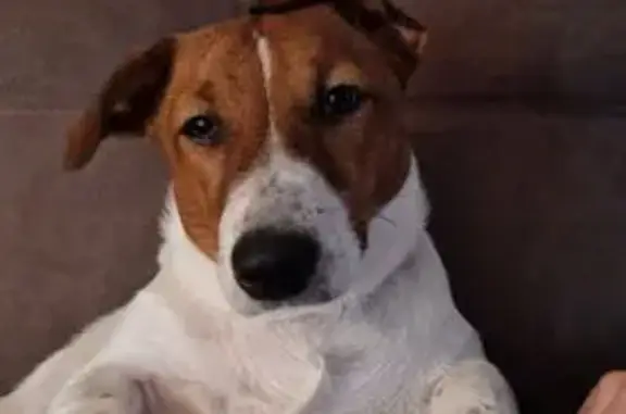 Собаки потеряшки, Чебоксары, фото: Потеряшка собака, ул. Богдана Хмельницкого, 127