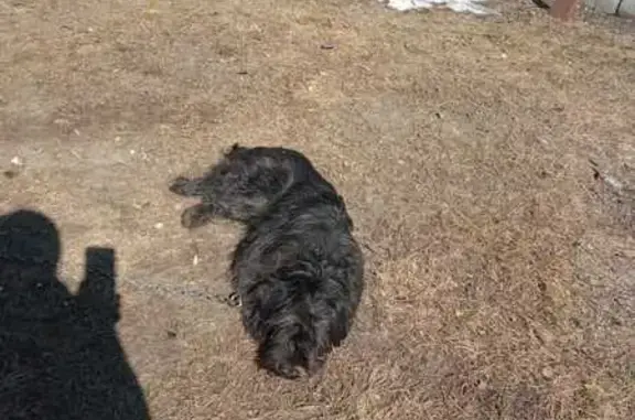 Пропала собака: Введенское, Центр. ул. 2Б