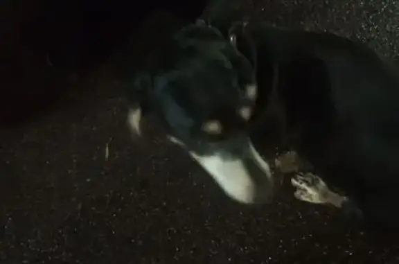 Такса найдена в парке, Октябрьская ул., Тула