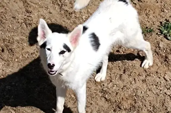 Пропала собака, Инициативная 7Б, Люберцы