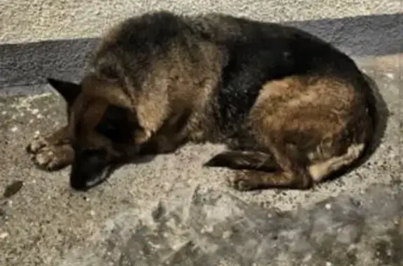 Найдена собака, Казань, фото: Нашлась немецкая овчарка, Завойского 2