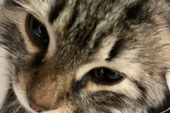 Пропала кошка, ул. Михалевича 76, Раменское