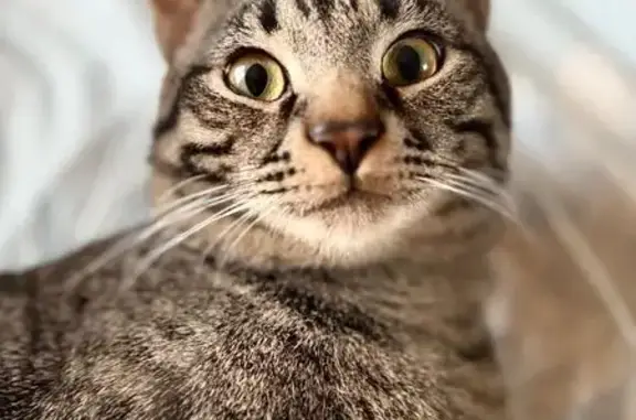 Кошки потеряшки, Санкт-Петербург, фото: Потеряшка кот на ул. Счастливая, 7, СПб