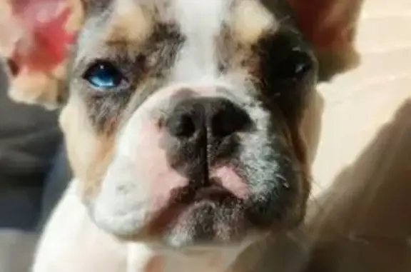 Пропала собака, 2-й Дачный проезд