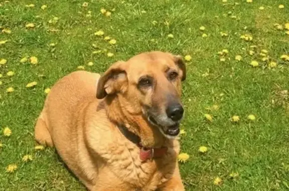 Собаки потеряшки, Краснодар, фото: Потеряшка собака, ул. Есенина, 4, Краснодар