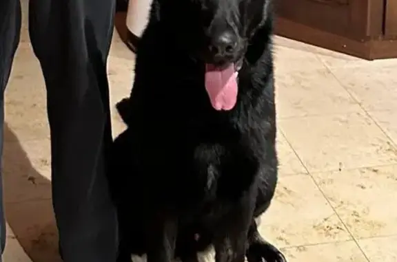 Собаки потеряшки, Журавлиха, фото: Потеряшка овчарка, Журавлиха, 46Н-12939