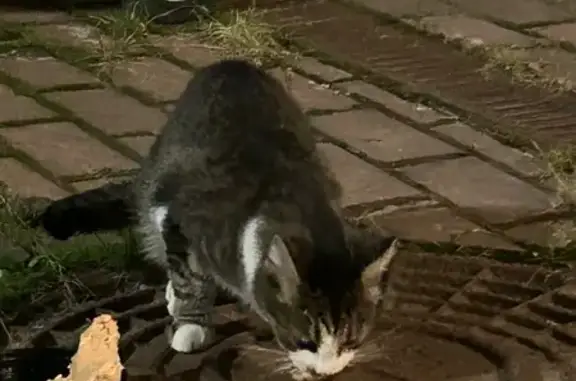 Кошка найдена: Новоторжская ул., 20, Тверь