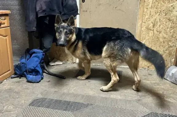 Найдена собака, Смоленск, фото: Собака найдена в Смоленске, Смоленская обл.