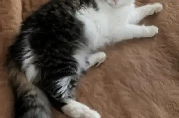 Пропала кошка, ул. Генерала Рыленко, 8