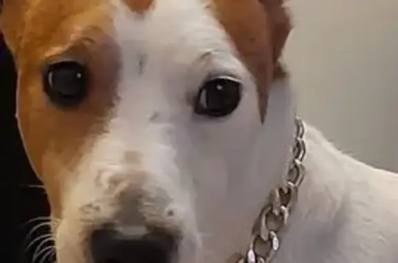 Пропала собака, Часовая ул. 14, Москва