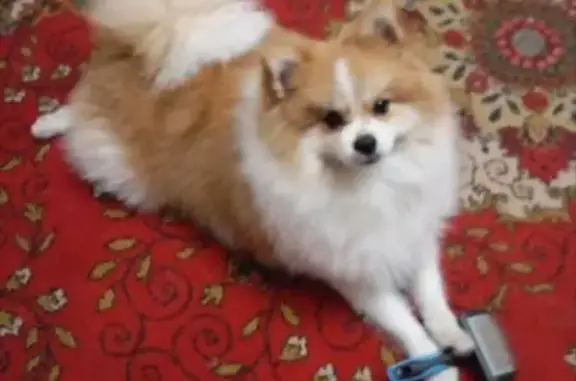 Пропала собака, ул. А. Ульянова, 104