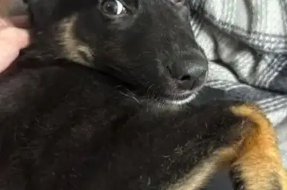 Собака ищет дом, ул. Рихарда Зорге, 31