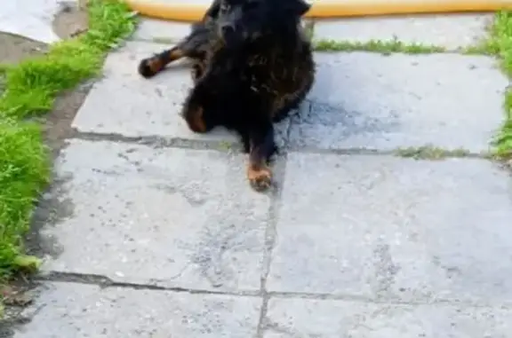 Пропала собака, ул. 1 Мая, 48, Карабаш