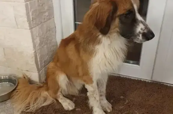 Найдена собака, 2, Петровское