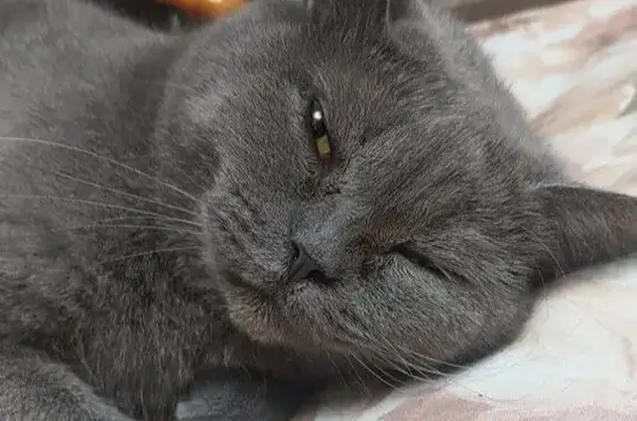 Пропала серая кошка, ул. Матросова, Игра